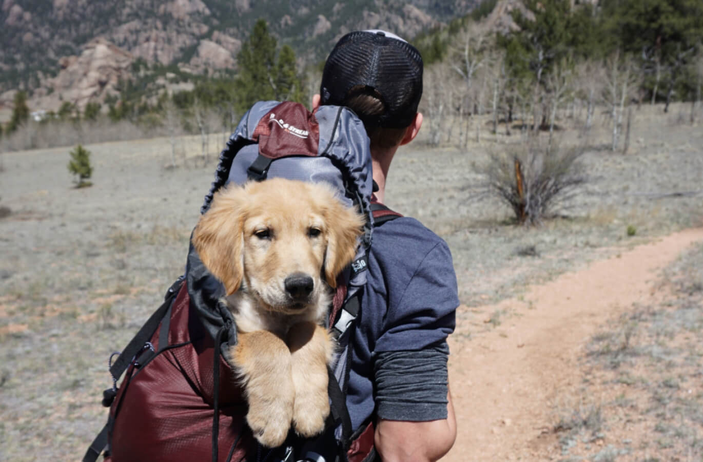 Learn about animal development